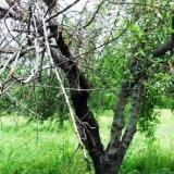 Crni rak jabuke: mjere kontrole, fotografije, liječenje, šta učinit...